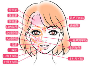 月島（中央区佃）の歯医者、佃2丁目歯科で、片側だけの「噛み癖」で顔がゆがむ？左右非対称になる原因と歯科で行う改善法”