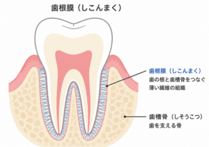 月島（中央区佃）の歯医者、佃2丁目歯科で、疲れがたまると歯が浮いた感じがするのはなぜ？原因やリスクを解説